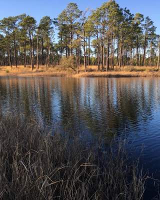 Croatan National Forest Patsy Pond