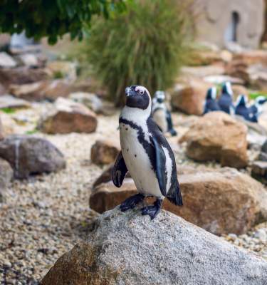 Penguins at Lehigh Valley Zoo in Schnecksville, Pa.