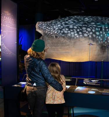 An exhibit "Sharks - To be great is to be misunderstood" at Da Vinci Science Center at PPL Pavilion in Allentown, PA