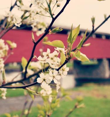 Blooms at Wehr's Covered Bridge