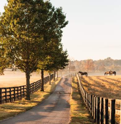 Fall morning with horses in field