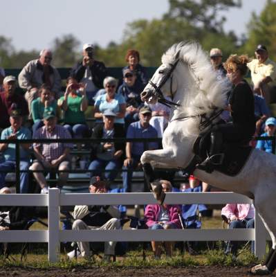 Florida Equine Guide What You Need To Know About Horses In Florida