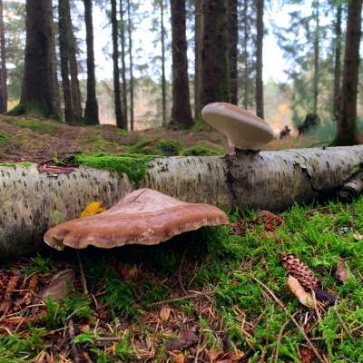 Fungi Blog