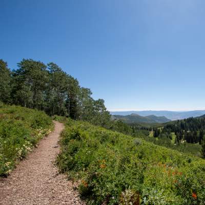Hiking trail with flowers and scenic mountain view