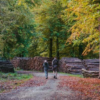 Two people walking in the New Forest in the autumn - Walking Feature Picture