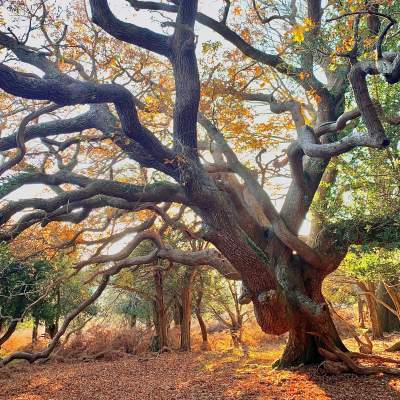 Elephant Tree at Slodden Woods
