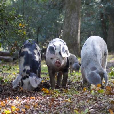 Pannage Pigs - Rachael 2023