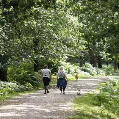 Two ladies walking dogs in the New Forest