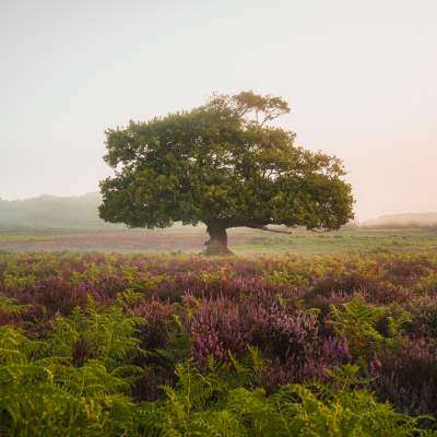 A tree in the depth of heather in the New Forest