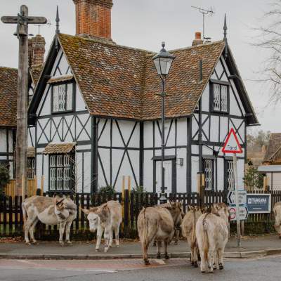 Donkeys in Brockenhurst in the New Forest