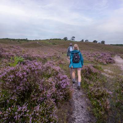 Two people walking up the hill amongst heather in the New Forest