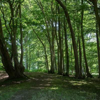 Forest Bathing, The Spread Eagle Hotel