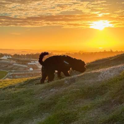 Dog on Trundle