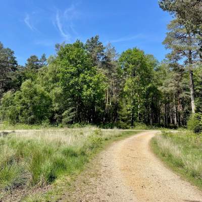 Pathway at Standing Hat in the New Forest