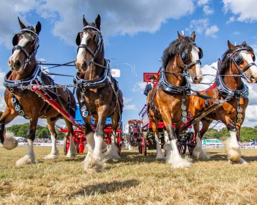 New Forest Show