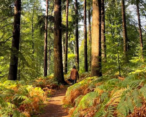 Walking in the early autumn in the New Forest