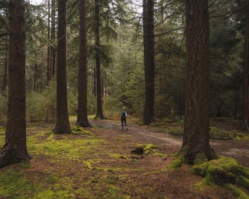 Winter walking in pine woodland in the New Forest