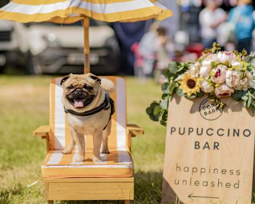 Dog at pupuccino bar at Dogstival