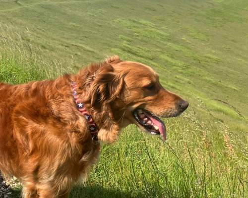 Bill the retriever next to the Huggate poetry bench in the Yorkshire Wolds