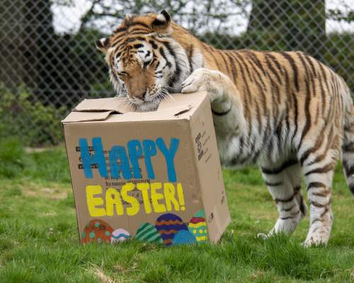 A tiger at Dartmoor Zoo in Devon enjoying an Easter treat