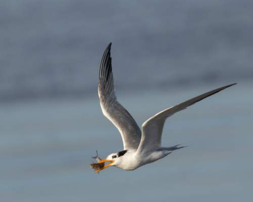 Rare Bird Sighing on the River Exe Stuns Bird Watchers across the Country