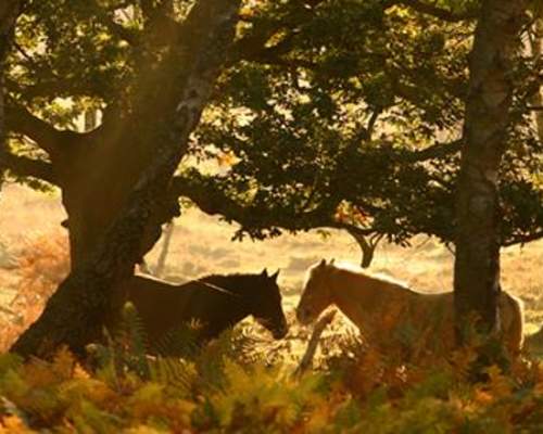 Infographic: New Forest Ponies