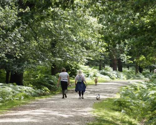 Two ladies walking dogs in the New Forest