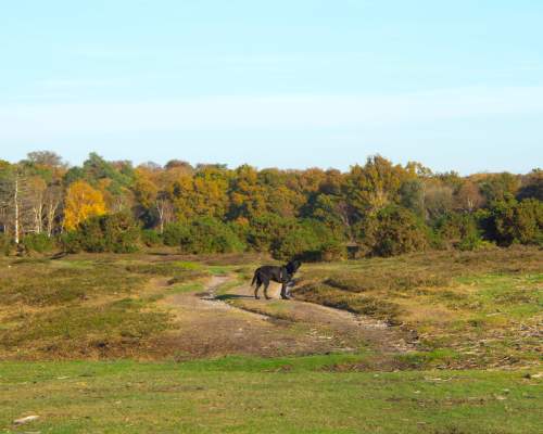 Black Labrador in the New Forest in the autumn - Dogs