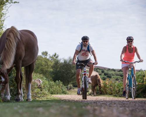 New Forest Cycling Cycle Routes Hire