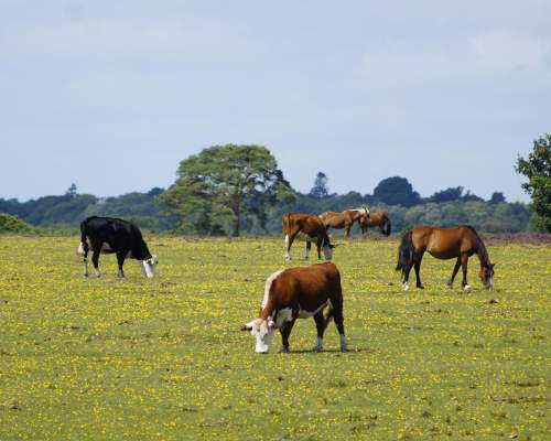 New Forest Ponies and Cows grazing in the New Forest