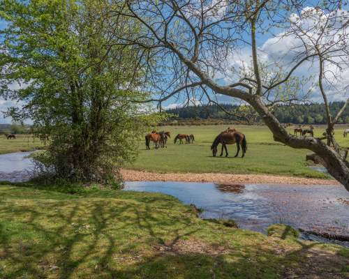 ponies