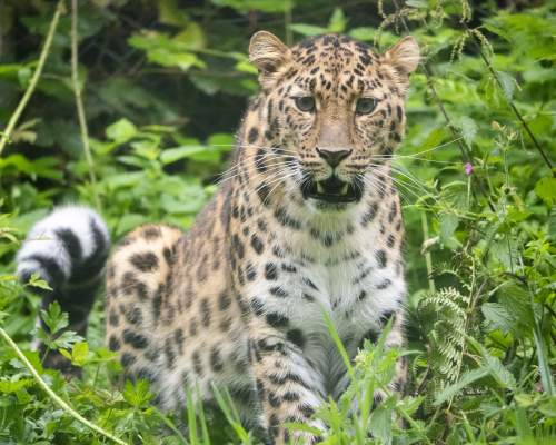 Leopard Lena enjoying life at Dartmoor Zoo