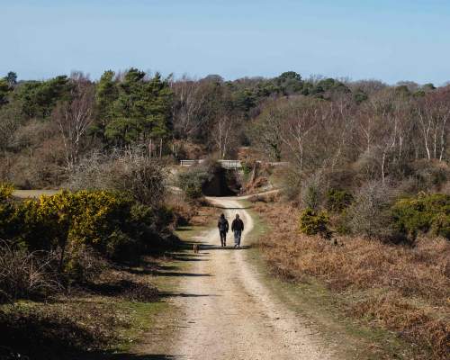 Winter Walking in the New Forest