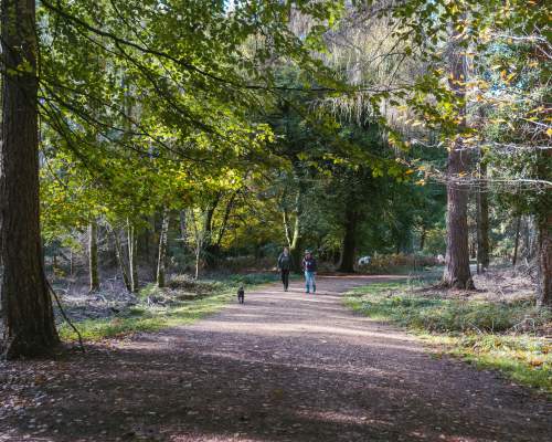 Two people and a dog walking down a path in September in the New Forest