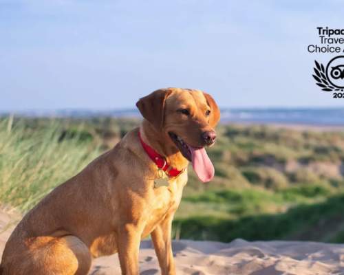 Saunton Beach Villas Wins Coveted Traveller’s Choice Award!