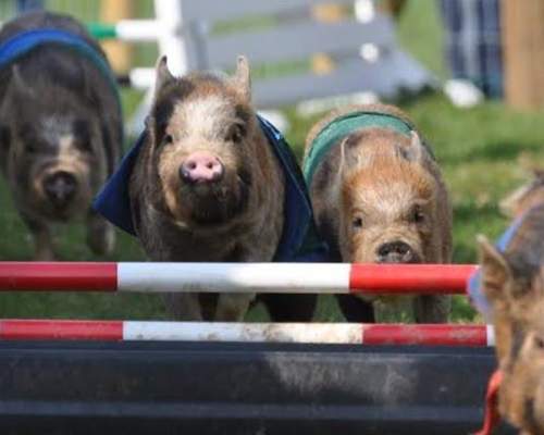 pigs racing