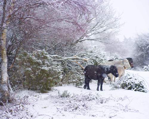 Ponies in the snow in the New Forest