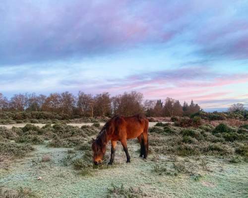 Winter Landscape and Pony in the New Forest