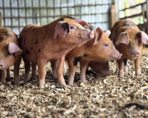 Piglets at Hockey's Farm