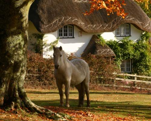 Top things to do in the New Forest this November