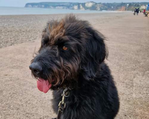 Chief Brody’s guide to a dog friendly day out in Seaton