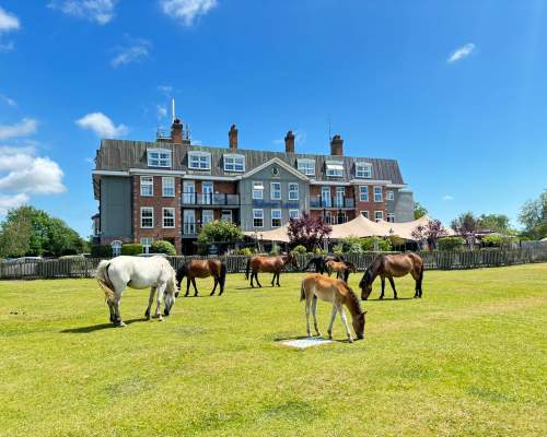 Ponies grazing outside Balmer Lawn Hotel in the New Forest