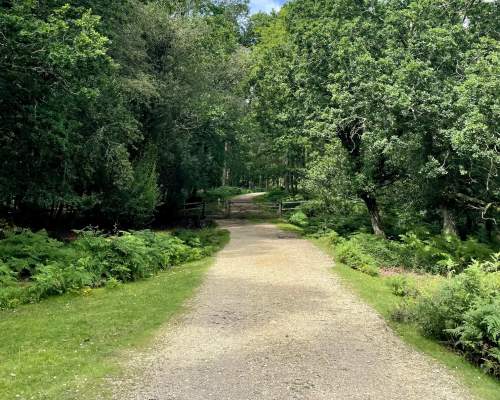 Pathway at Millyford Bridge in the New Forest on a summers day