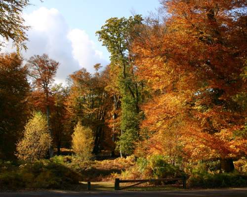 2020 Top things to do this September in the New Forest
