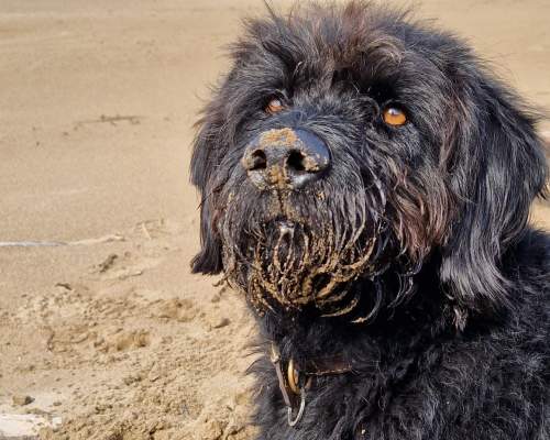 Chief Brody shares his favourite dog walking spots in North Devon
