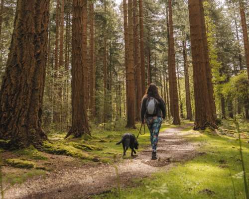 Dog walking at Bolderwood in the New Forest