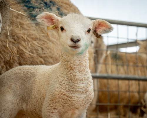 Lamb looking into lens