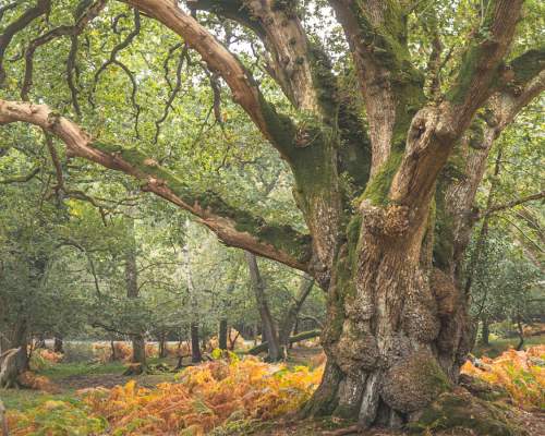 Ancient woodland in the autumn in the New Forest