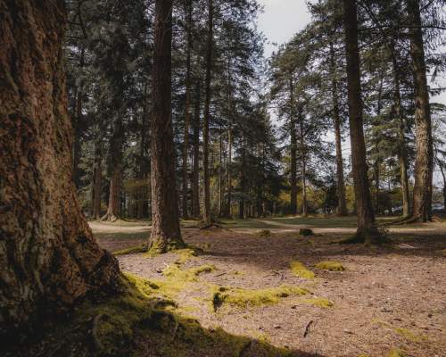 Bolderwood in the spring