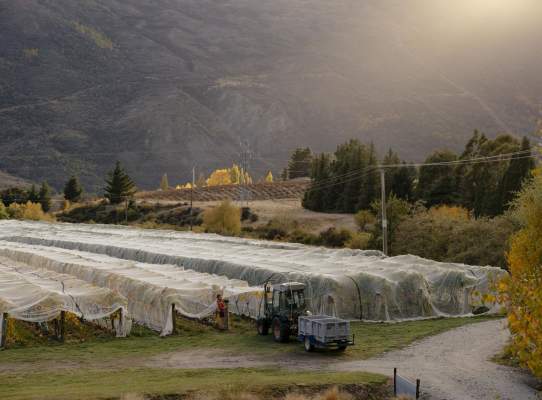 Rows of vines at Coal Pit Winery, Gibbston Valley